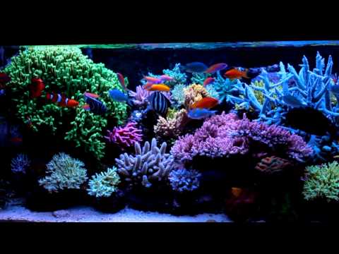 Krzysztof Tryc's reef tank  - system with NP-reducing BioPellets