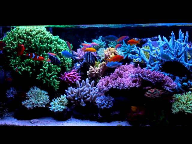 Krzysztof Tryc's reef tank  - system with NP-reducing BioPellets