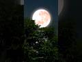 Gali Me Aaj Chand Nikla Romantic Song Status Shorts Youtubeshorts Viral Trending Reels Love