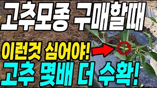 고추모종 구매할때 이런것 심어야 고추 몇배 더 수확! 이런모종은 무조건 사세요 대박입니다!
