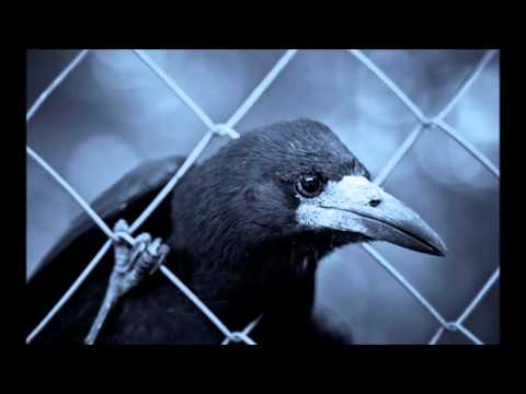 Nitin Sawhney - The Conference