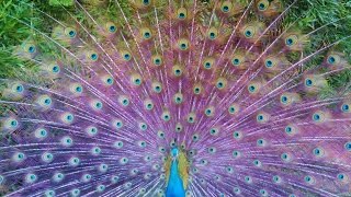 Hundreds of Peacocks.... Color EXPLOSION... beautiful