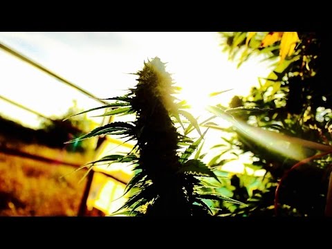 The Evolution of Cannabis