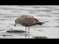 Herring Gull Feeding Unwin Bridge January 2 2023