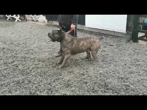 Cane corso attack