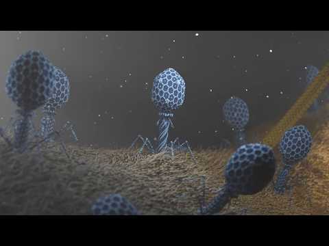 T4 Phage attacking E.coli