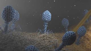 T4 Phage attacking E coli Mp4 3GP & Mp3