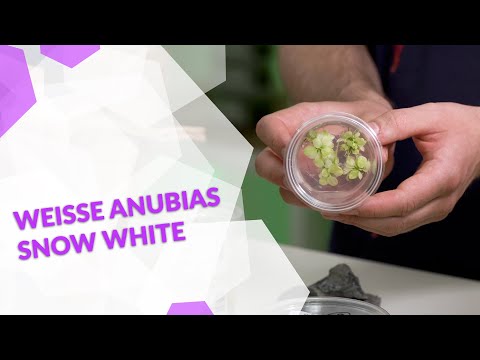 Weiße Anubias "Snow White" - eine spektakuläre Rarität fürs Aquarium
