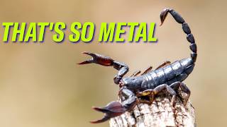 Scorpion stingers, preeclampsia hope, canceled wind farms | Science Quickly Podc