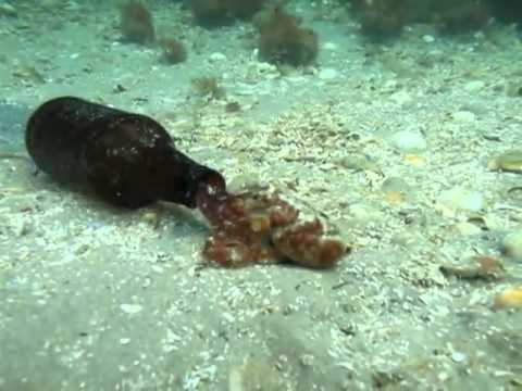Oktopod izlazi iz boce na dnu mora!
