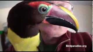 preview picture of video 'Two Green Aracari Toucanetes, beautful friendly birds'