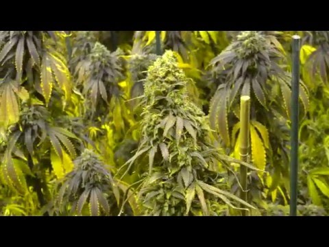 4K Marijuana - Sofa King Medicinal