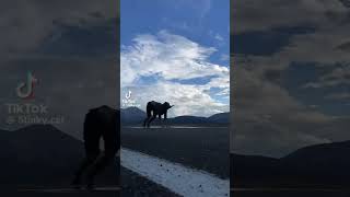 Quadrobics comp- Little Wolf (ALL CLIPS BELONG TO OG CREATORS AND ARENT MINE) #quadrobics #therian