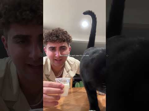 The most spoiled cat in the world…