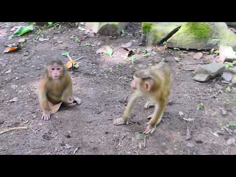 The stump-tailed macaque, a newly abandoned monkey, cries. Weeping, hug my hands, and follow me💞🐒