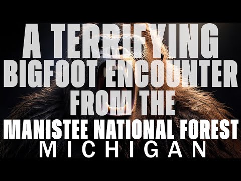 A BIGFOOT ENCOUNTER FROM THE MANISTEE NATIONAL FOREST IN MICHIGAN (LAKE MICHIGAN) A FACE TO REMEMBER