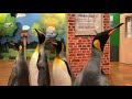 Home Safari - World Penguin Day - Cincinnati Zoo