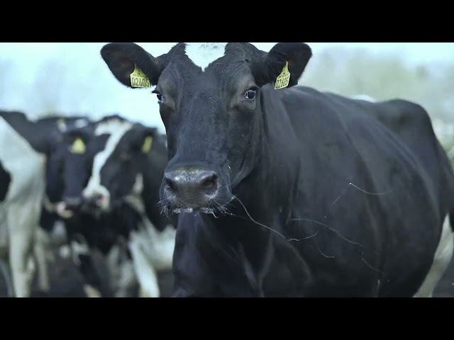How are dairy cows treated? | Arla