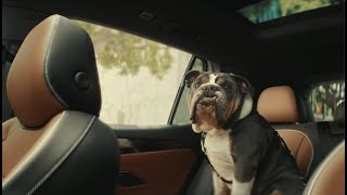 Volkswagen The Volkswagen Tiguan | The Dogs