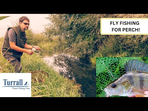 Fly Fishing for Perch and Predators