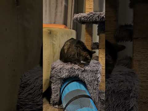 Slow blinks with Theodora #cat