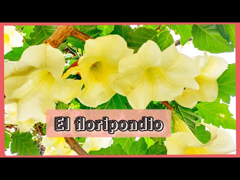 , title : 'LAS VERDADES SOBRE EL FLORIPONDIO| hablando sobre la brugmansia arborea😱.'