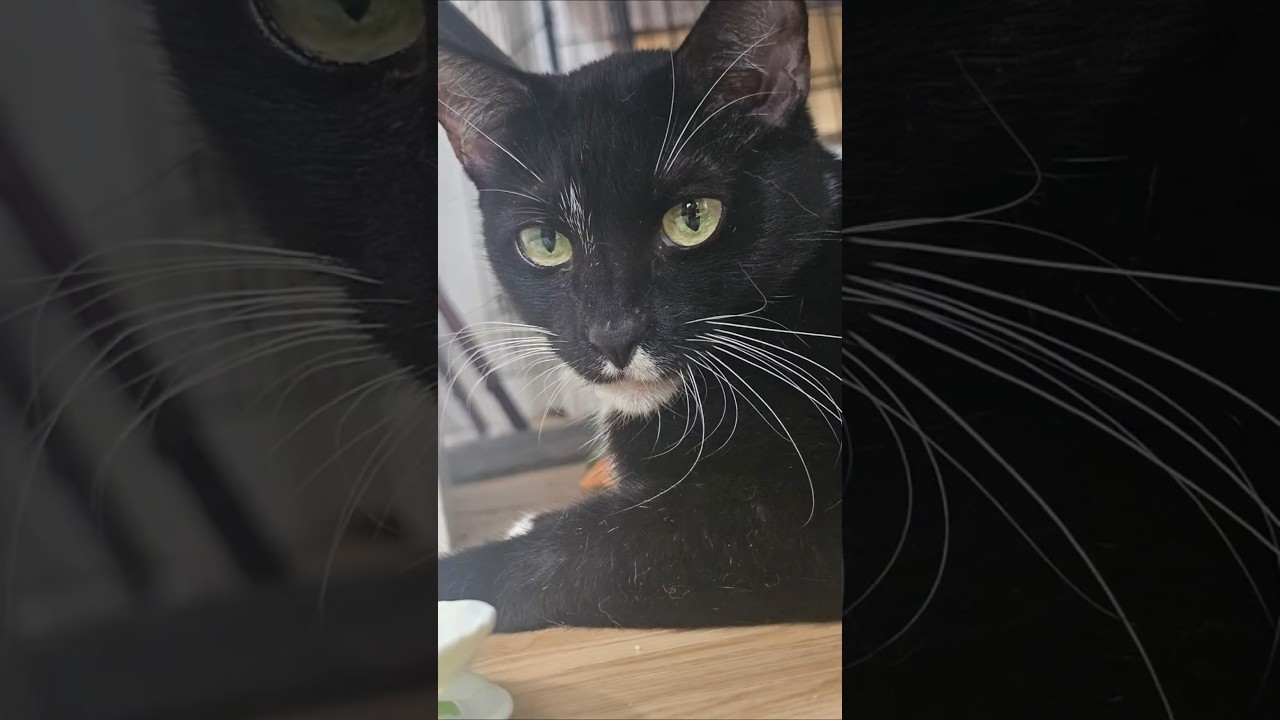 Enlarge Kuti, a Adoptable Domestic Short Hair in Brooklyn, NY video 1/6