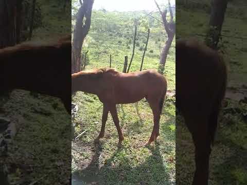 bien venido el potrillito alazán lucero