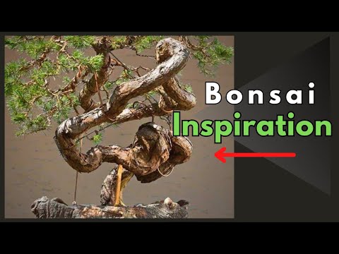 "Bonsai Tree Inspired by Walter PALL: Part 2."