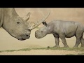 Cute Curious 9 Day Old Southern White Rhino Explores