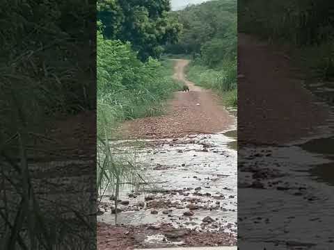 Rio negro, Mato Grosso do sul.              #pescariabrasil #onça