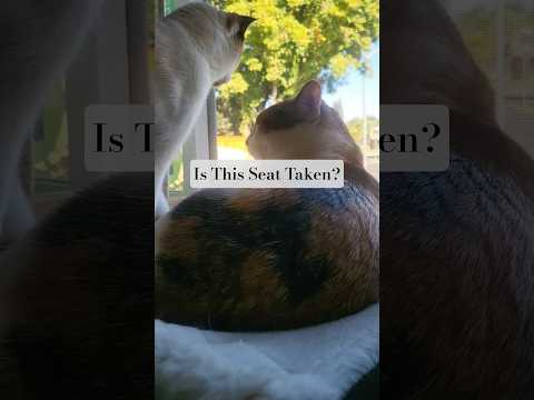 Eloise | POV Cats Being Cats #cat #shorts #fyp #catvideos #birds #pets #cute