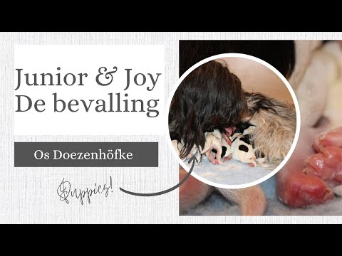 De bevalling van Joy & Junior | Schapendoes kennel Os Doezenhöfke