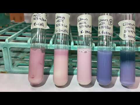 Chapter 15 Litmus Milk