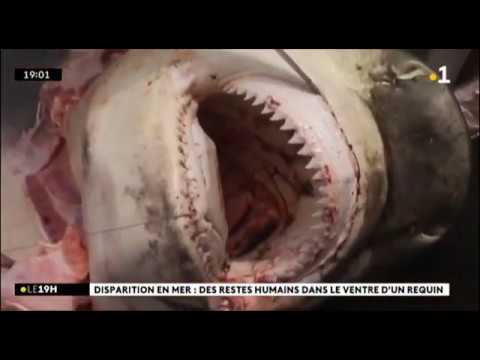 🇷🇪 🦈La main du touriste écossais retrouvée lors de l'autopsie d'un requin tigre - 6/11/2019
