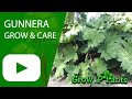 Gunnera - grow & care (Giant Rhubarb)