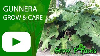 Gunnera - grow & care (Giant Rhubarb)