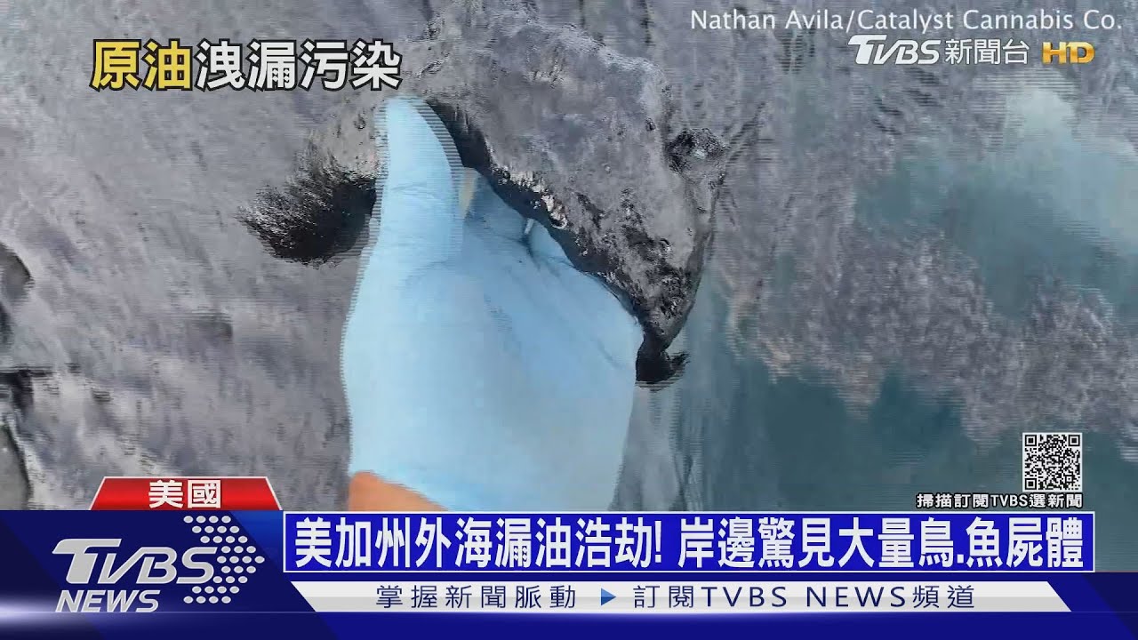 美加州外海漏油浩劫！　岸邊驚見大量鳥、魚屍體　