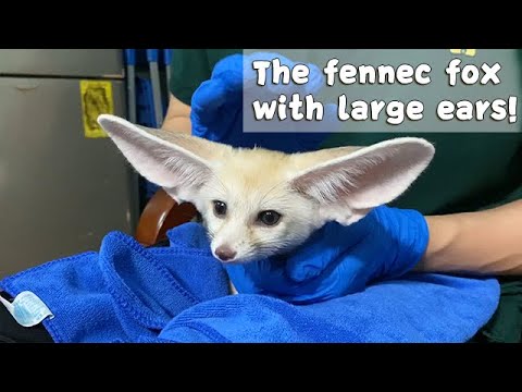 The Fennec Fox With Large Ears! | iPanda