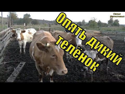 Продаём баранов. Навес. Дичь. Забрус. Чудо свечи// Семья Фетистовых