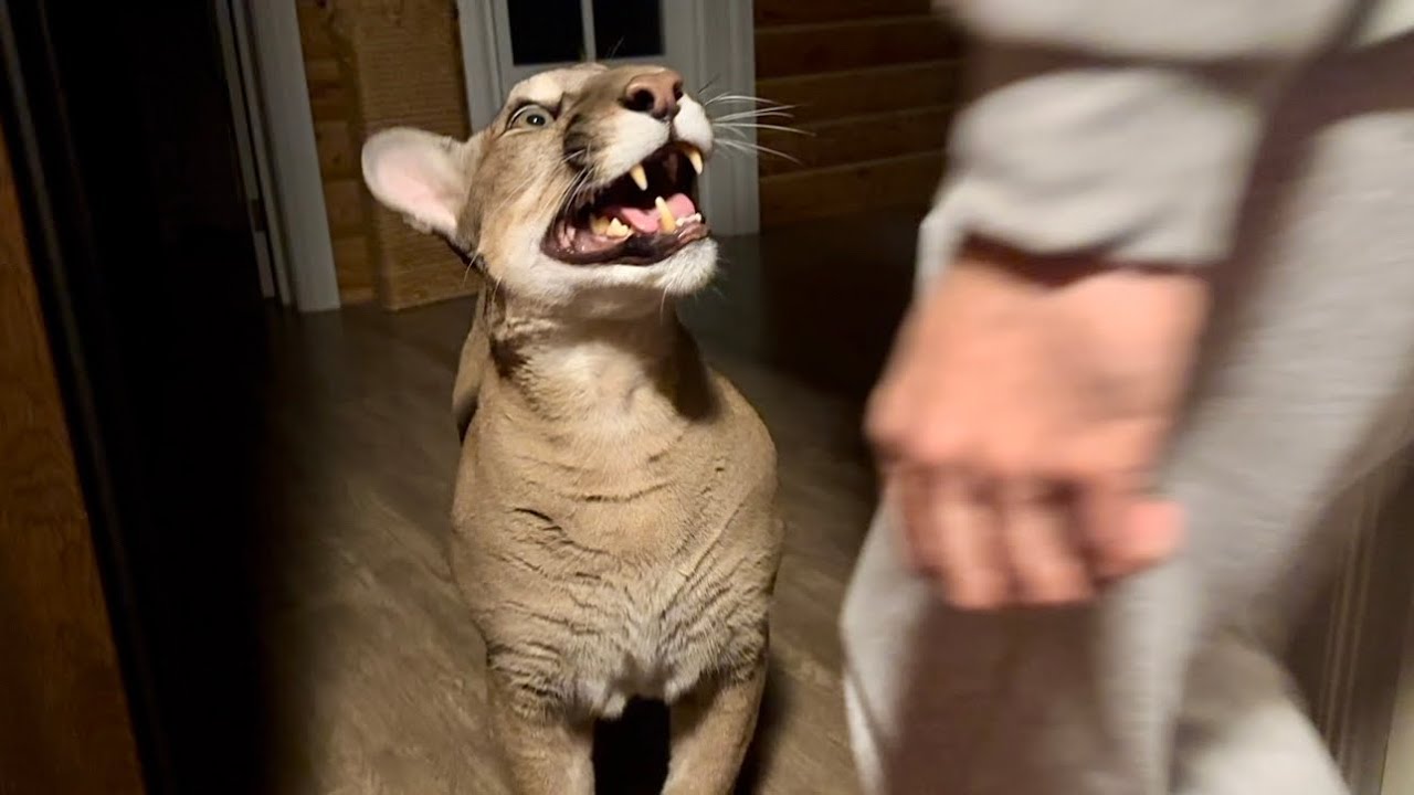 Пума Месси недобро встретил🫣| Месси мешал подготовить сюрприз для Герды и н