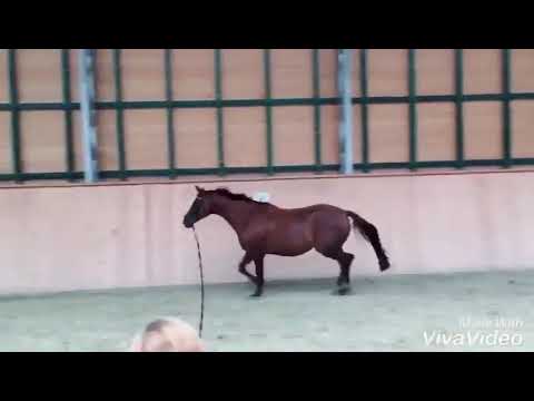 Fairytale 7j Oldenburger Zuchtstute