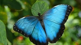 preview picture of video 'The Niagara Parks Butterfly Conservatory'