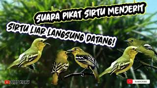 Download lagu Suara pikat sirtu paling ampuh untuk memanggil sirtu liar!!! mp3