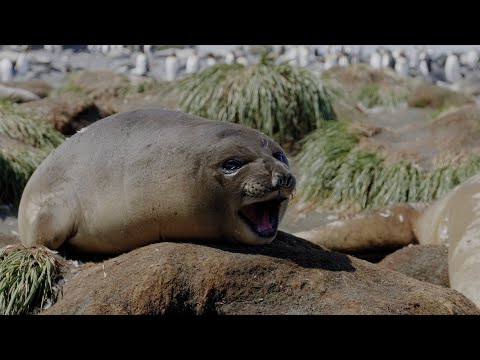 How to Visit South Georgia Island Guide - Quark Expeditions