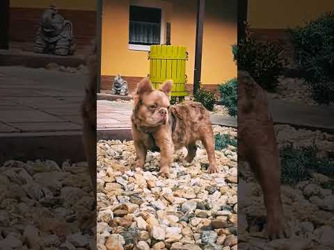 French Bulldog puppy for sale
