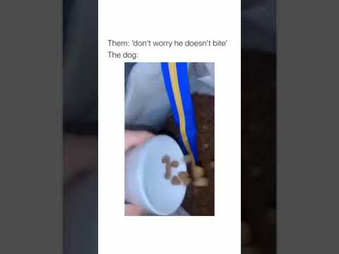 #funny Such Comedians 藍藍藍 #funnydogs #funnydogvideos #funnydogsoftiktok #Pets