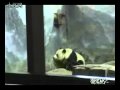 panda escaping through a small hole. (hillarious ...