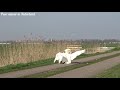 Zwanen Vechten Zwanen Gevecht Swan Attacks Swan Swans Fight Swan Fight