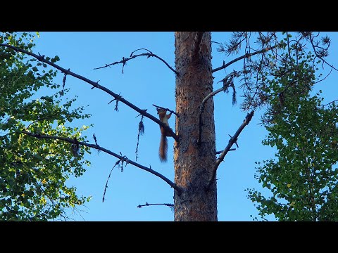 Red Squirrel Pull Ups